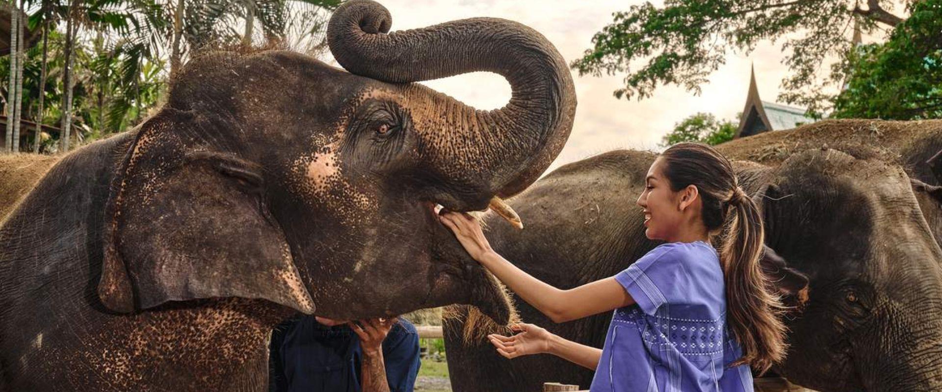 Mundo de elefantes en Chiang Mai