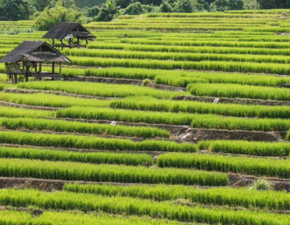 Más allá de lo ordinario en Chiang Mai