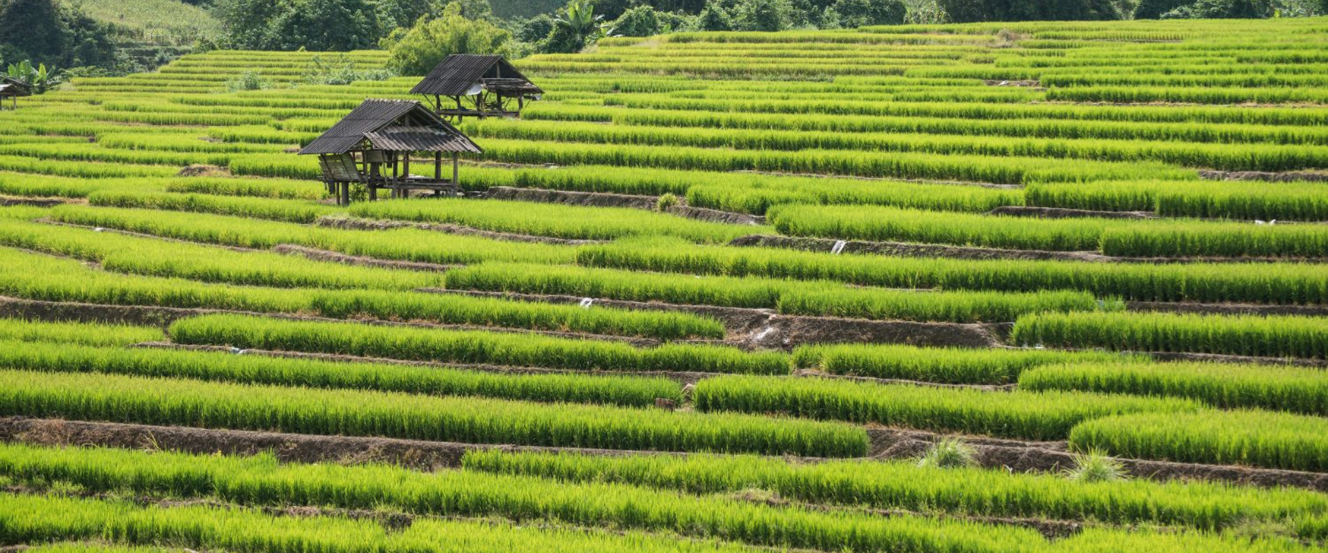 Más allá de lo ordinario en Chiang Mai