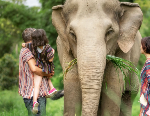 Mundo de elefantes en Chiang Mai